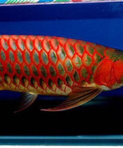 Buy Blood Red Arowana