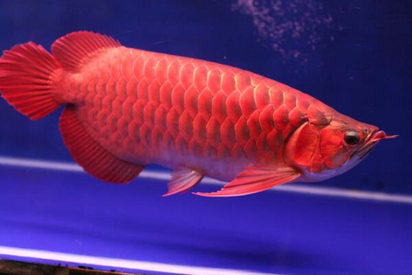 Buy Super Red Arowana