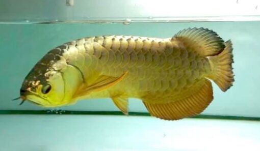 Buy Crossback Golden Arowana