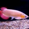 Buy Red Tail Golden Arowana