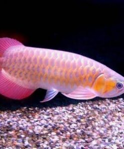 Buy Red Tail Golden Arowana