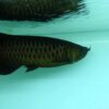 Buy Asian Black Arowana