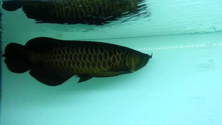 Buy Asian Black Arowana