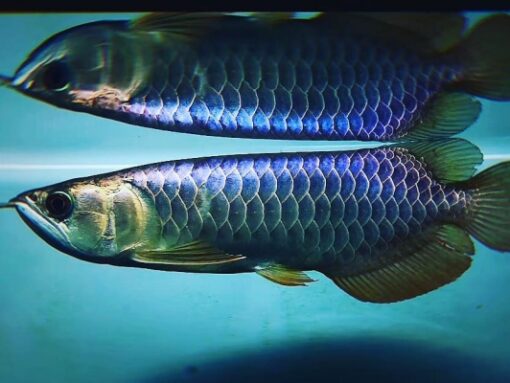 Buy Blue Base Arowana