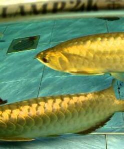 Buy 24K Golden Arowana