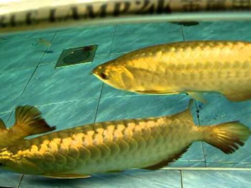 Buy 24K Golden Arowana