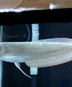 Silver Arowana