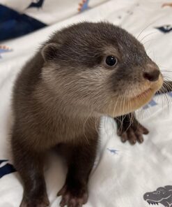 Baby otters for sale