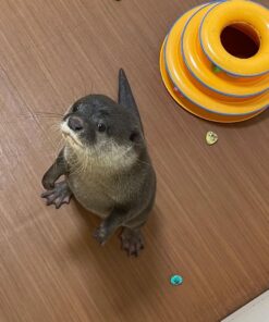 Asian small clawed otter for sale