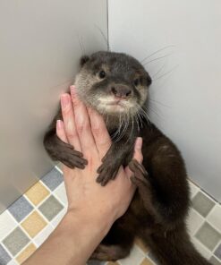 Male otter for sale