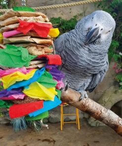 Parrots for sale