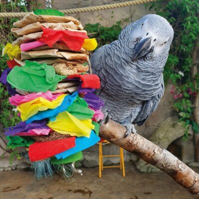 Parrots for sale