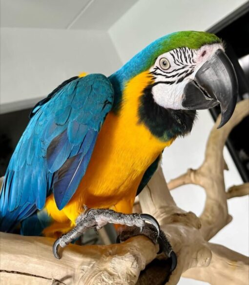 Blue and Gold Macaw