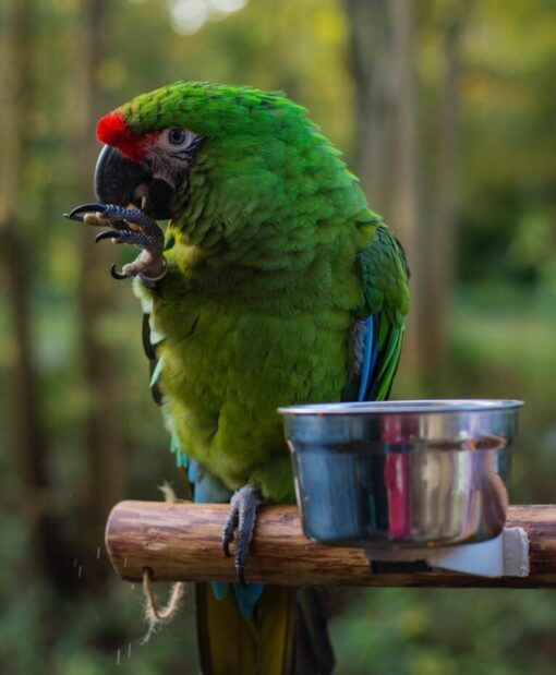 military macaw