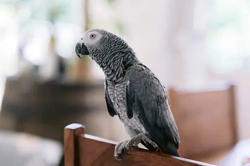 African Grey Parrot For Sale