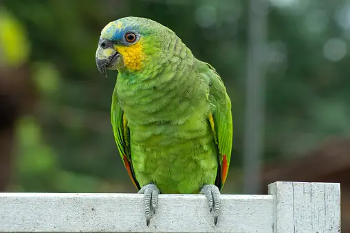 amazon parrot for sale