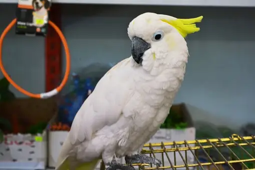 cockatoo for sale