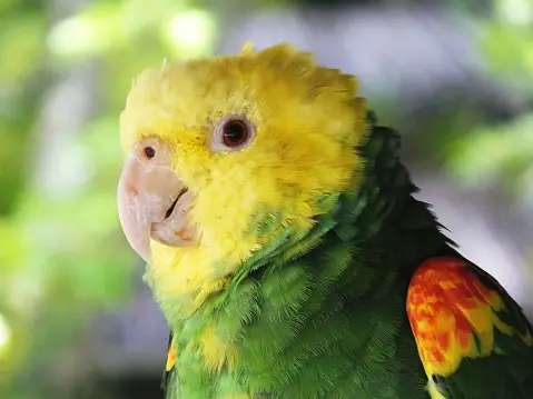 double yellow headed amazon